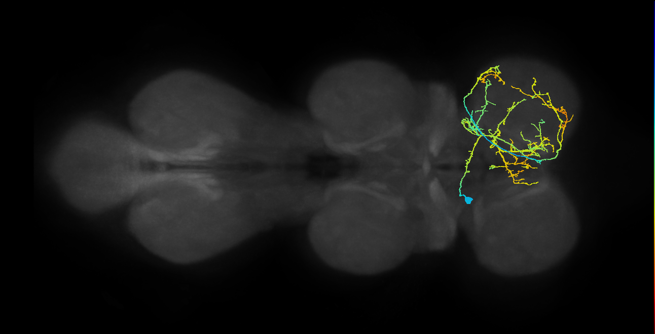 IN12B003_T1_L (MANC:17533)