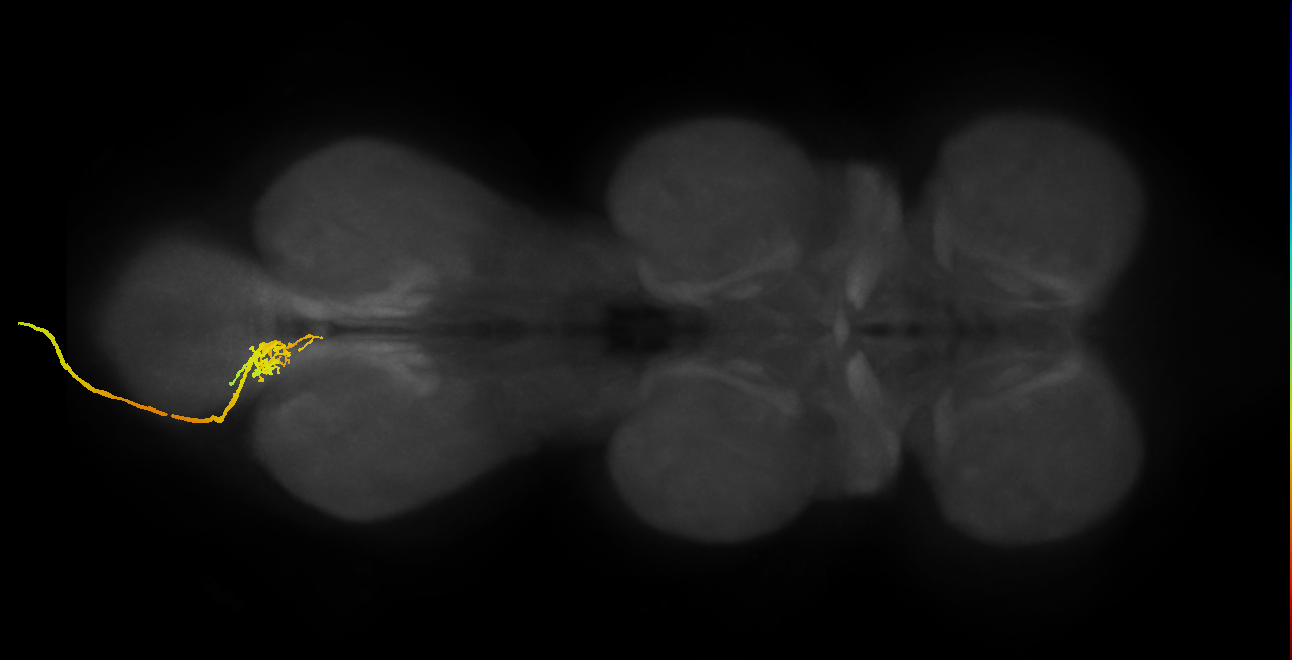 SNxx05_AbN4_L (MANC:17539)