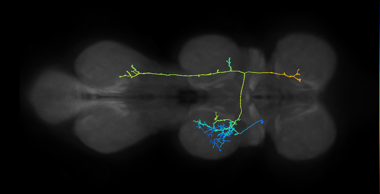 IN08B080_T2_L (MANC:17544)