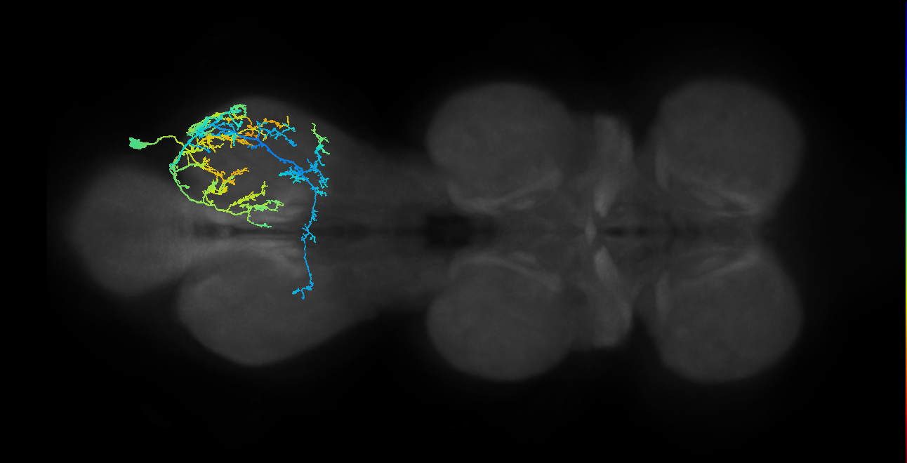 IN19A028_T3_R (MANC:17549)