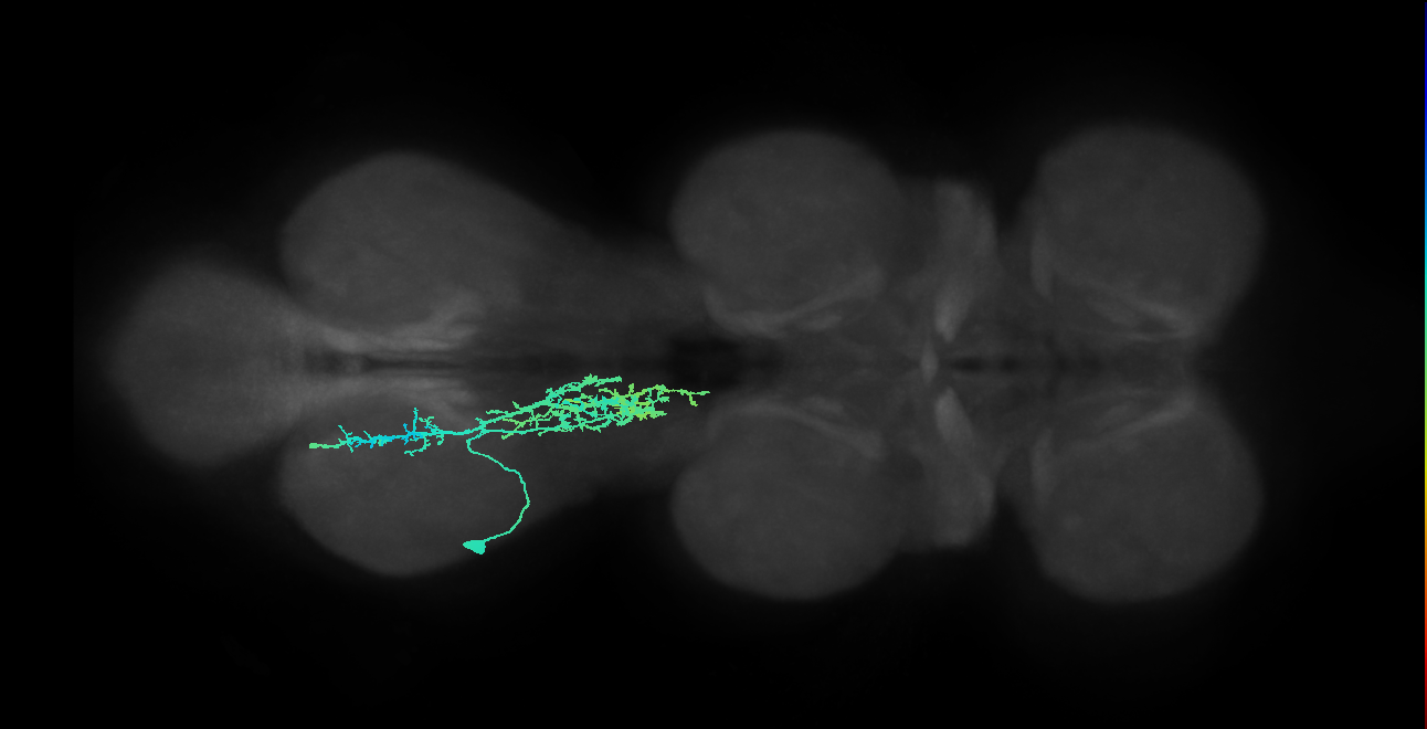 IN09A015_T3_L (MANC:17581)