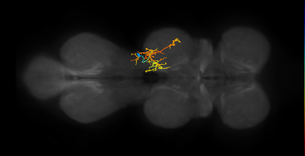 IN03B058_T2_R (MANC:17607)