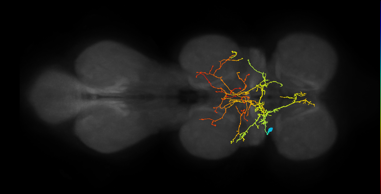 IN12A027_T1_L (MANC:17640)