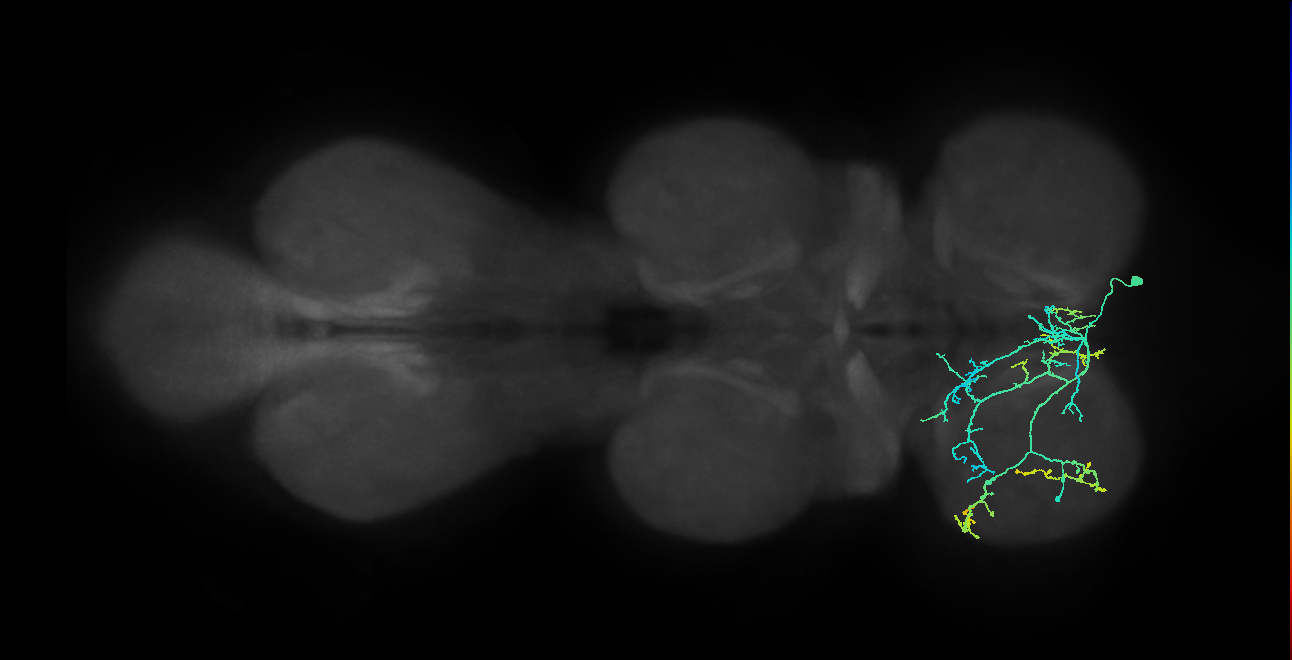 IN14A003_T1_R (MANC:17642)