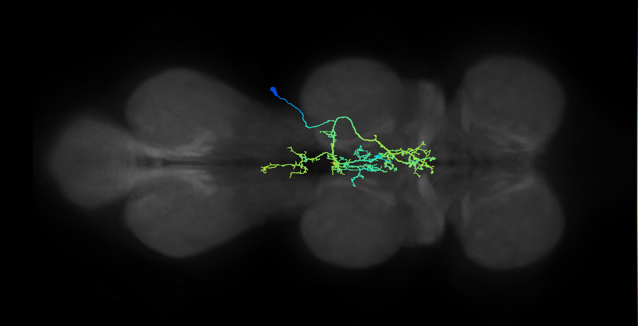 IN21A025_T2_R (MANC:17660)