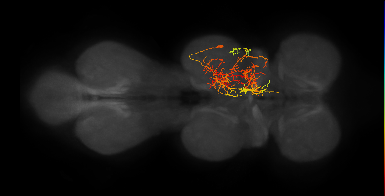 IN11B017_T2_R (MANC:17679)