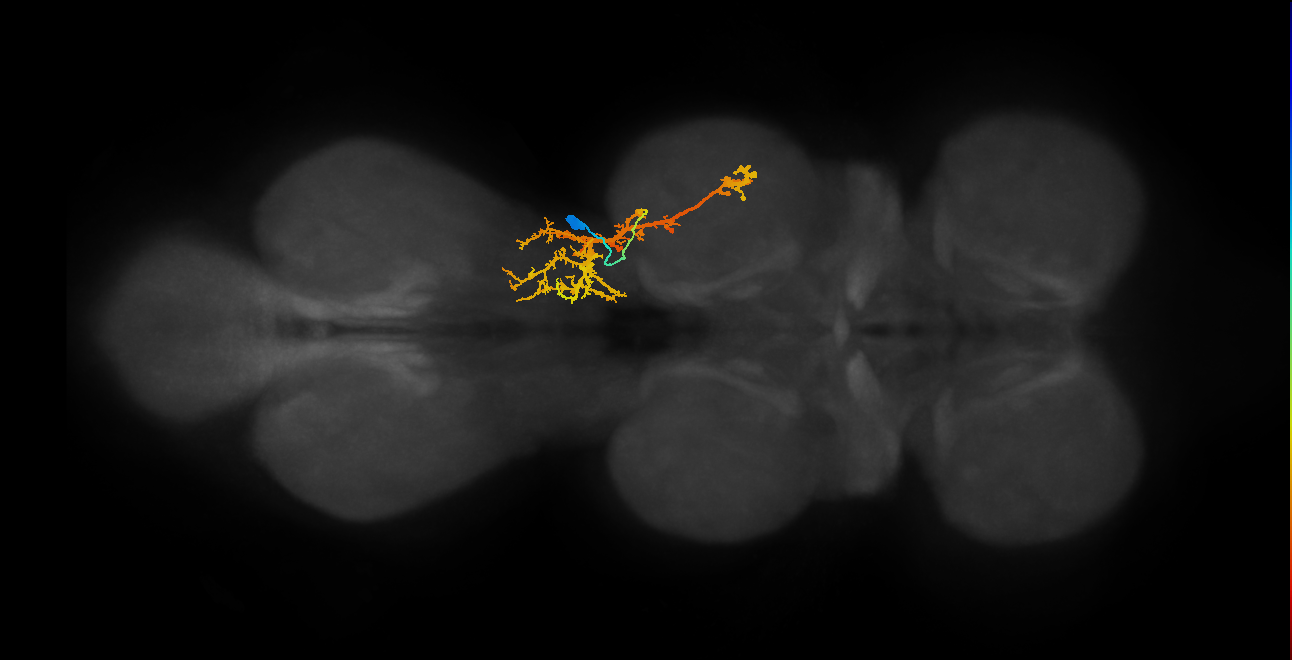 IN03B058_T2_R (MANC:17704)