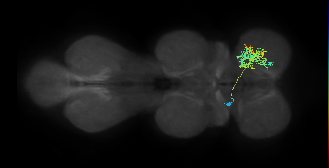 IN12B011_T1_L (MANC:17750)