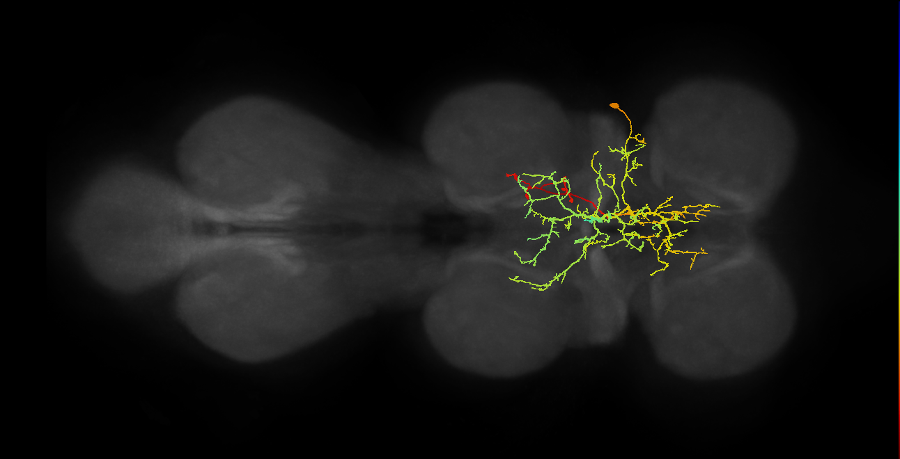 IN11A018_T1_R (MANC:17817)