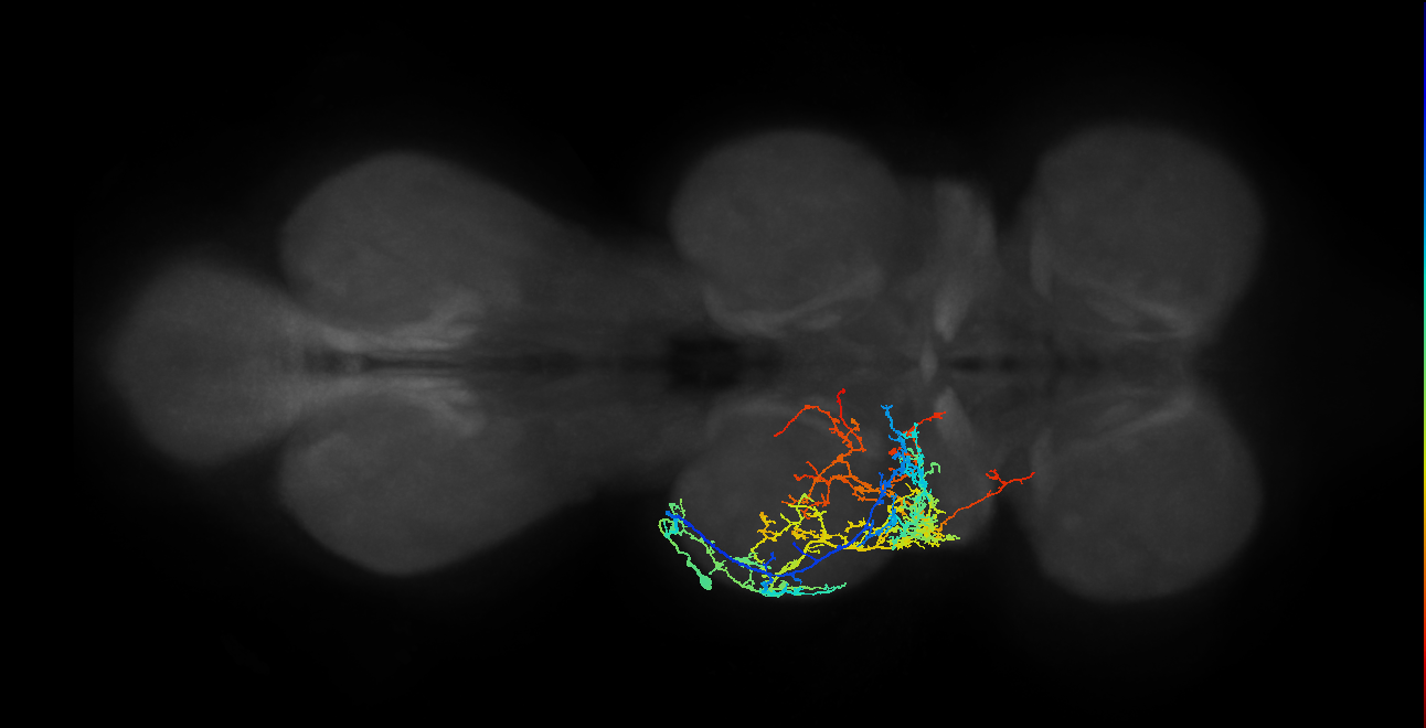 IN19A018_T2_L (MANC:17820)