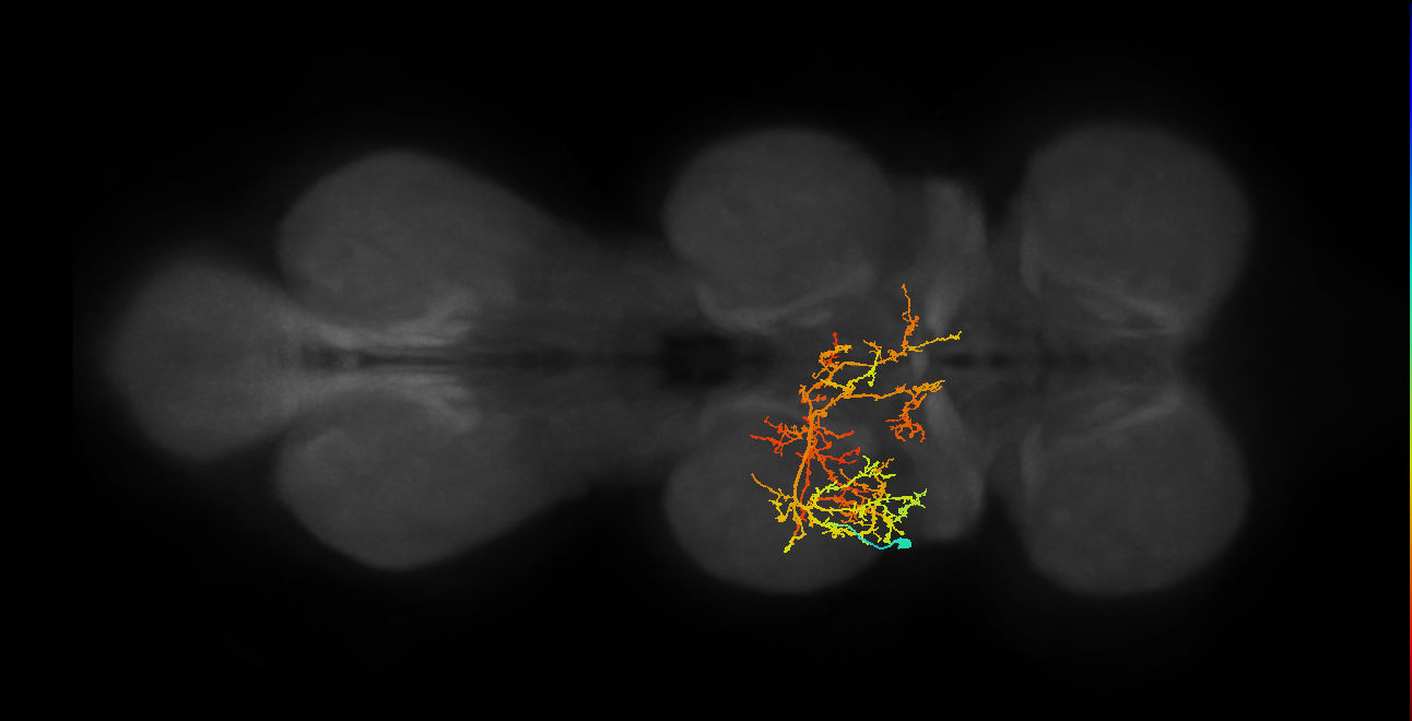 IN08A015_T2_L (MANC:17837)