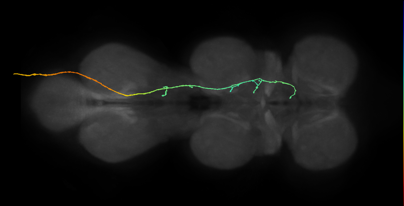 SNpp01_AbN3_R (MANC:17853)