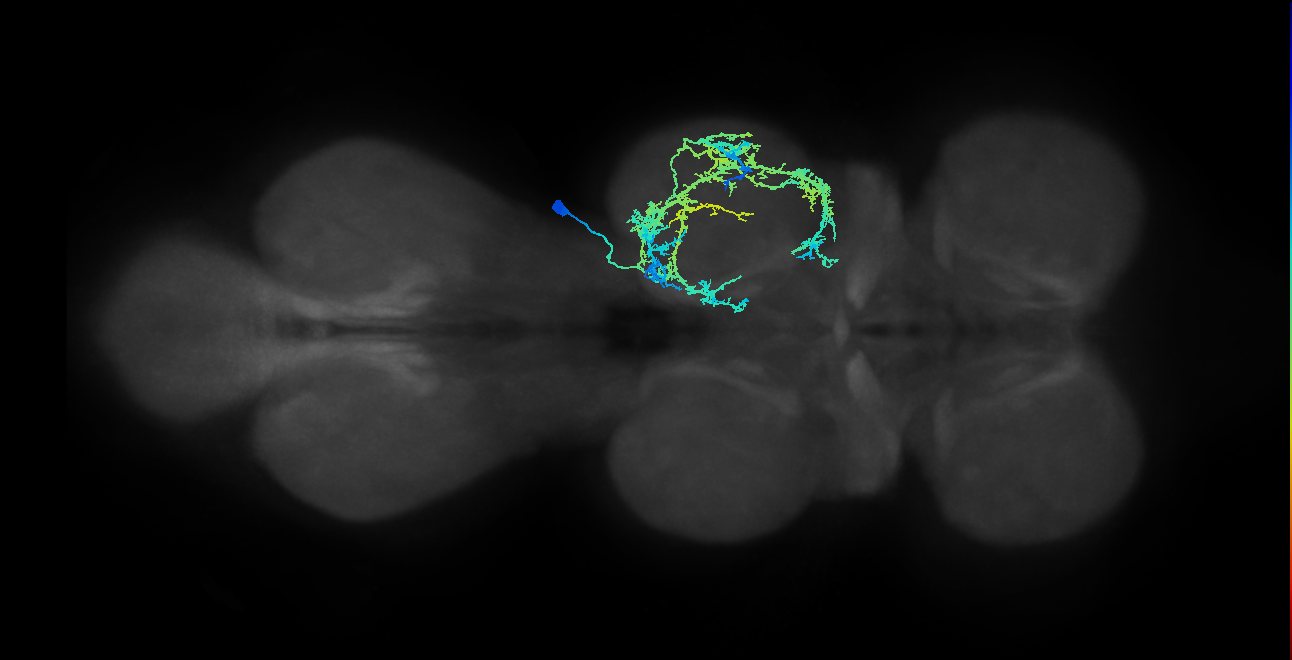 IN03A006_T2_R (MANC:17868)