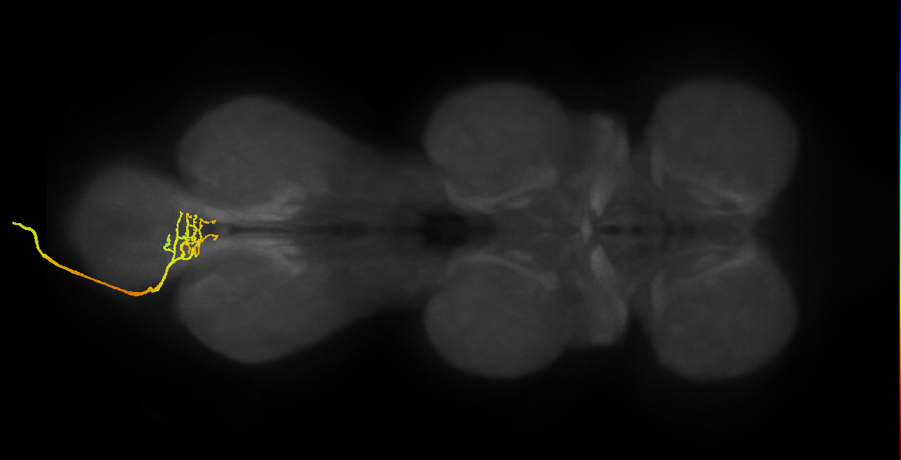 SNxx05_AbN4_L (MANC:17873)