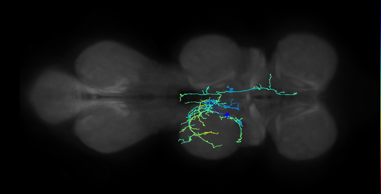 IN05B020_T2_L (MANC:17886)