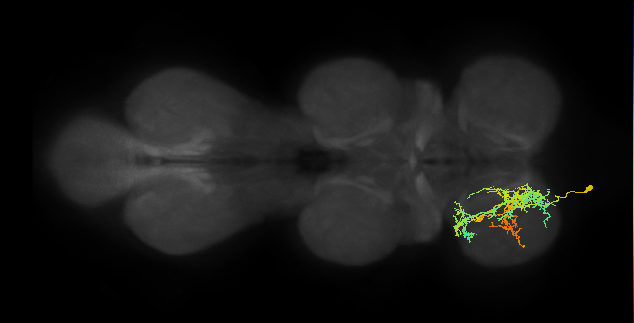 IN16B010_T1_L (MANC:17890)