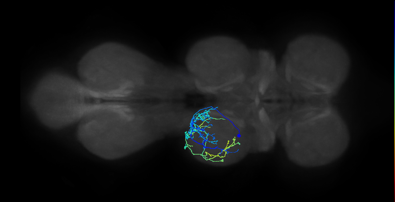 IN04B040_T2_L (MANC:17938)