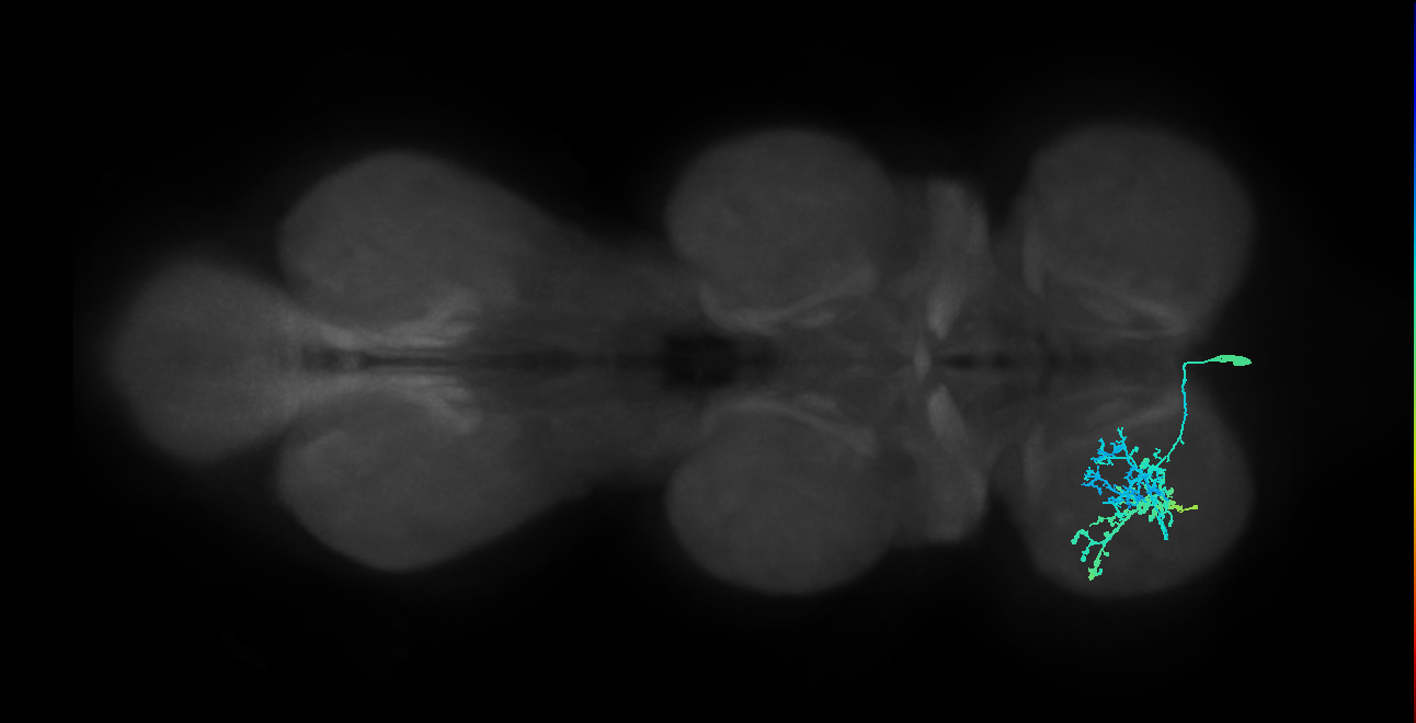 IN13B018_T1_R (MANC:17969)