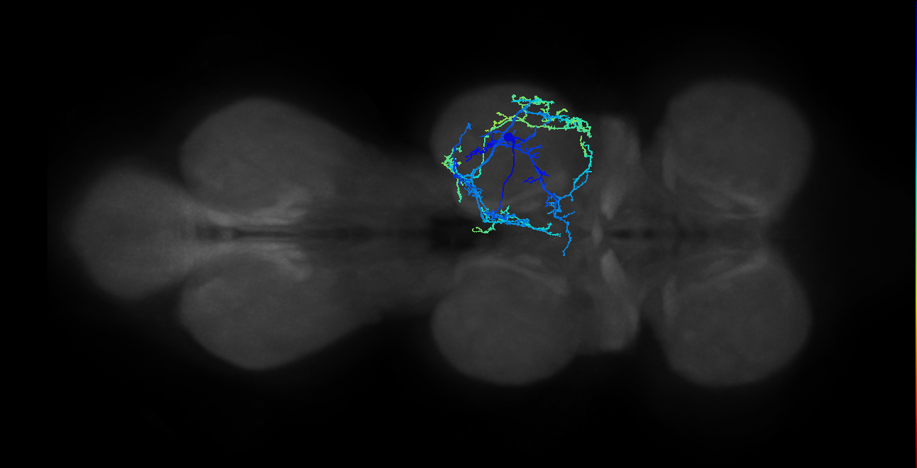 IN04B021_T2_R (MANC:17978)