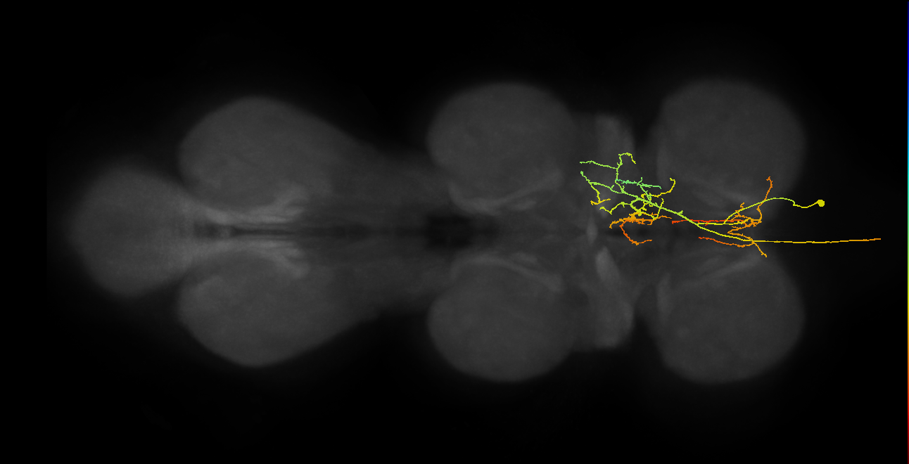 AN08B125_T1_R (MANC:17986)