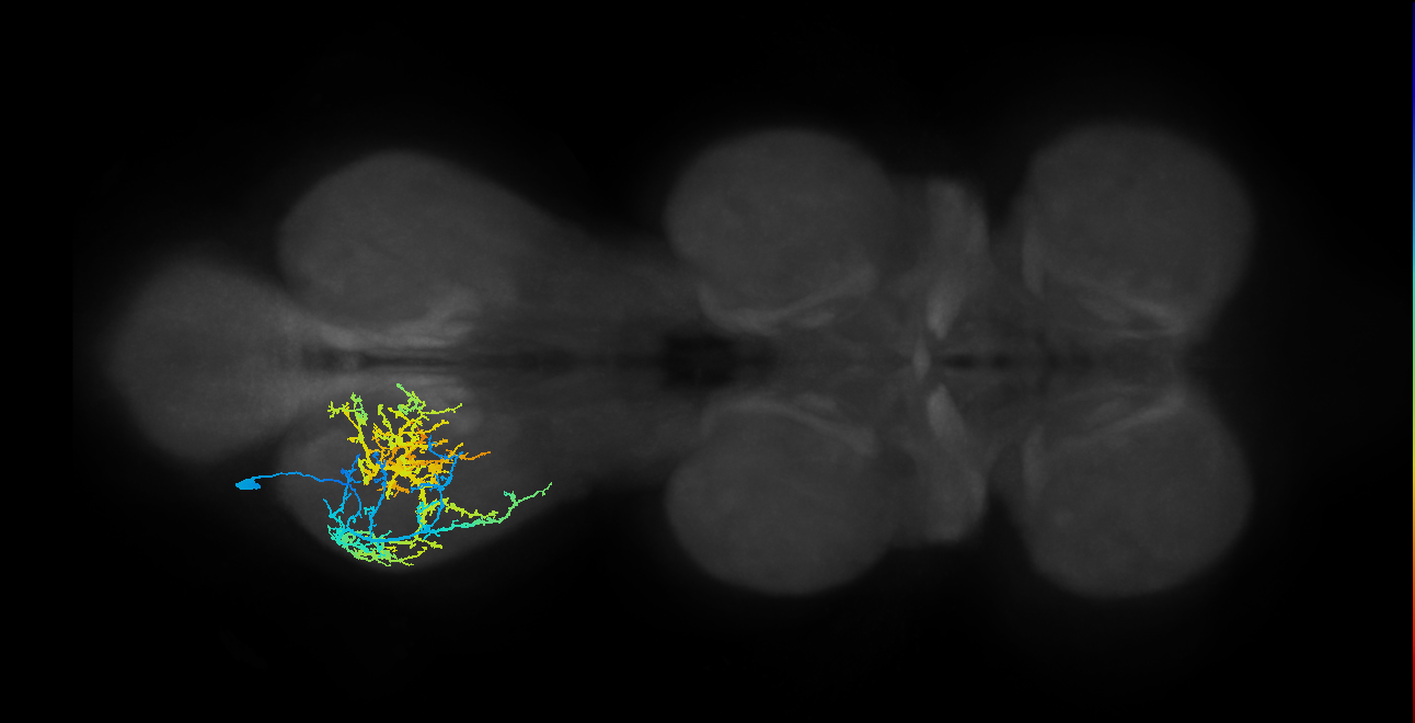 IN13A016_T3_L (MANC:17991)