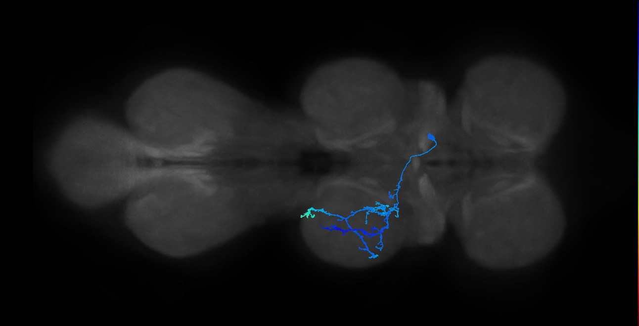 IN14A004_T2_R (MANC:17997)