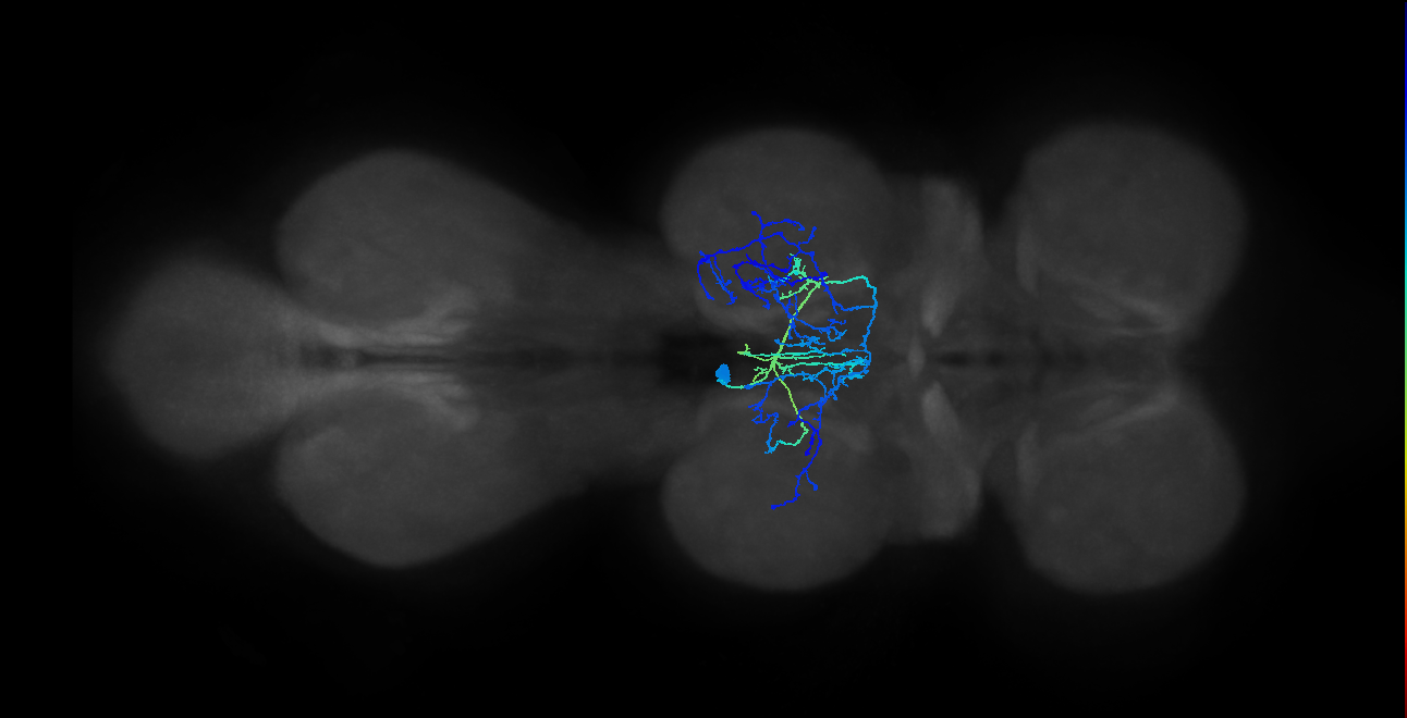 IN12B014_T2_L (MANC:18044)