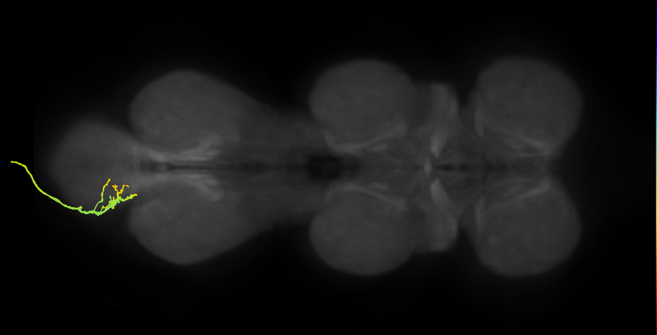 SNxx14_AbNT_L (MANC:18065)