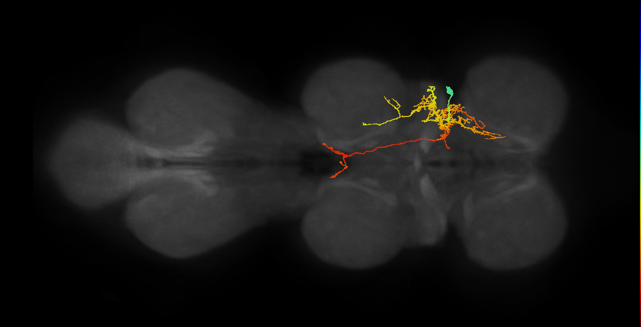 IN12A038_T1_R (MANC:18073)