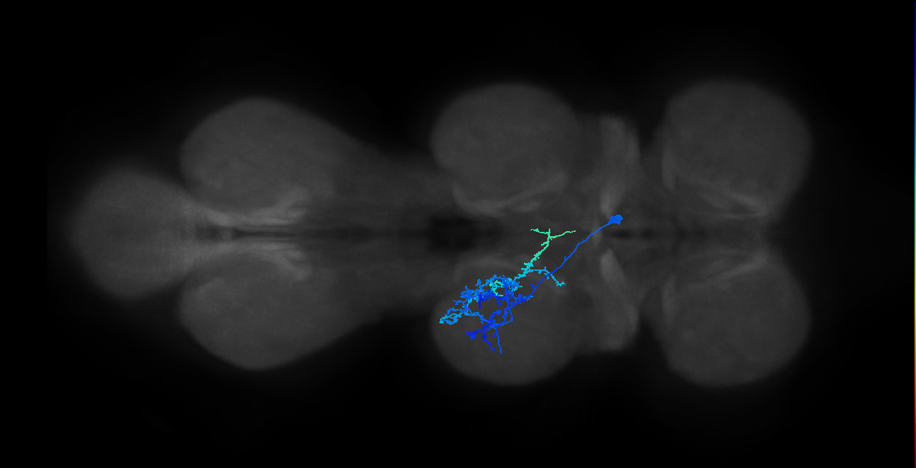 IN13B021_T2_R (MANC:18095)