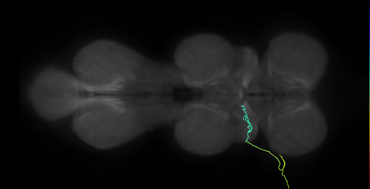 SNch01_ADMN_L (MANC:18118)
