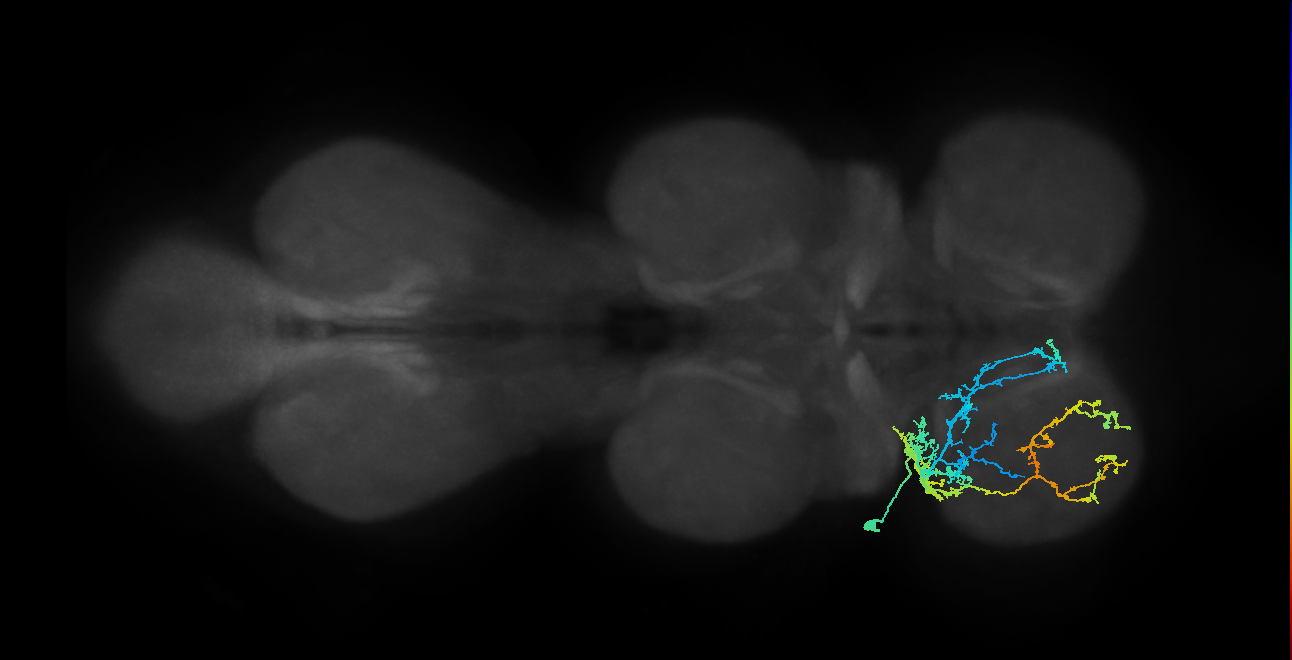 IN03A006_T1_L (MANC:18126)