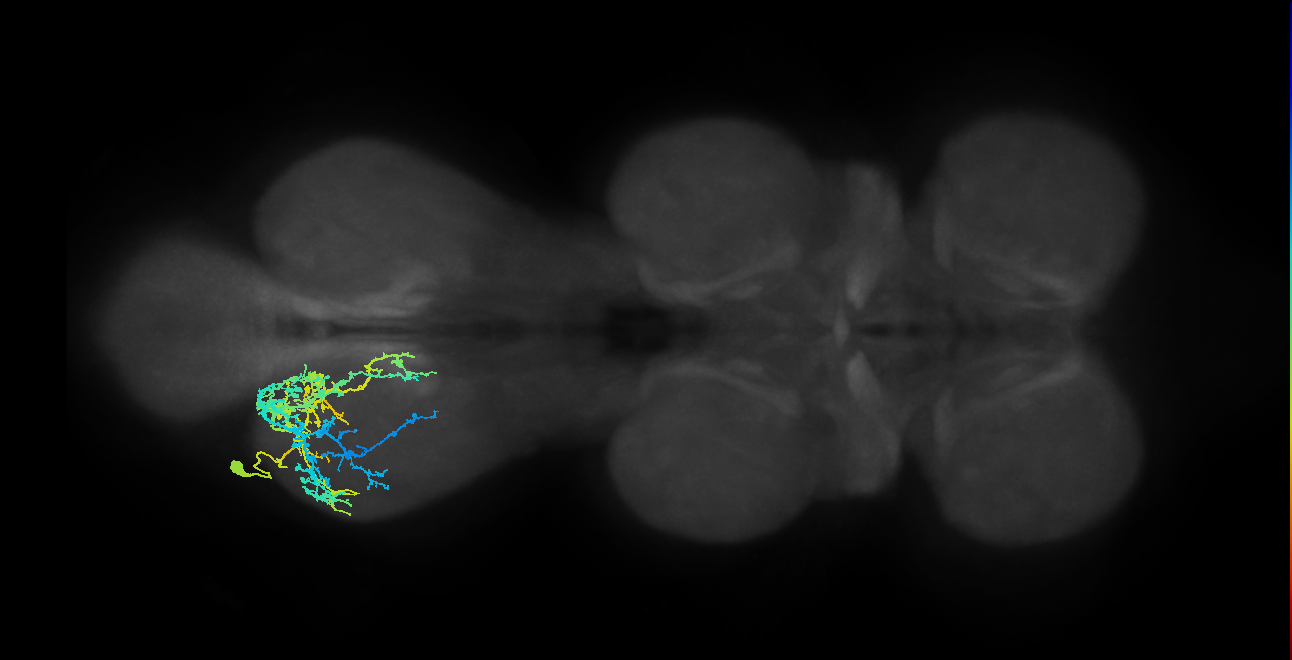 IN19A022_T3_L (MANC:18127)
