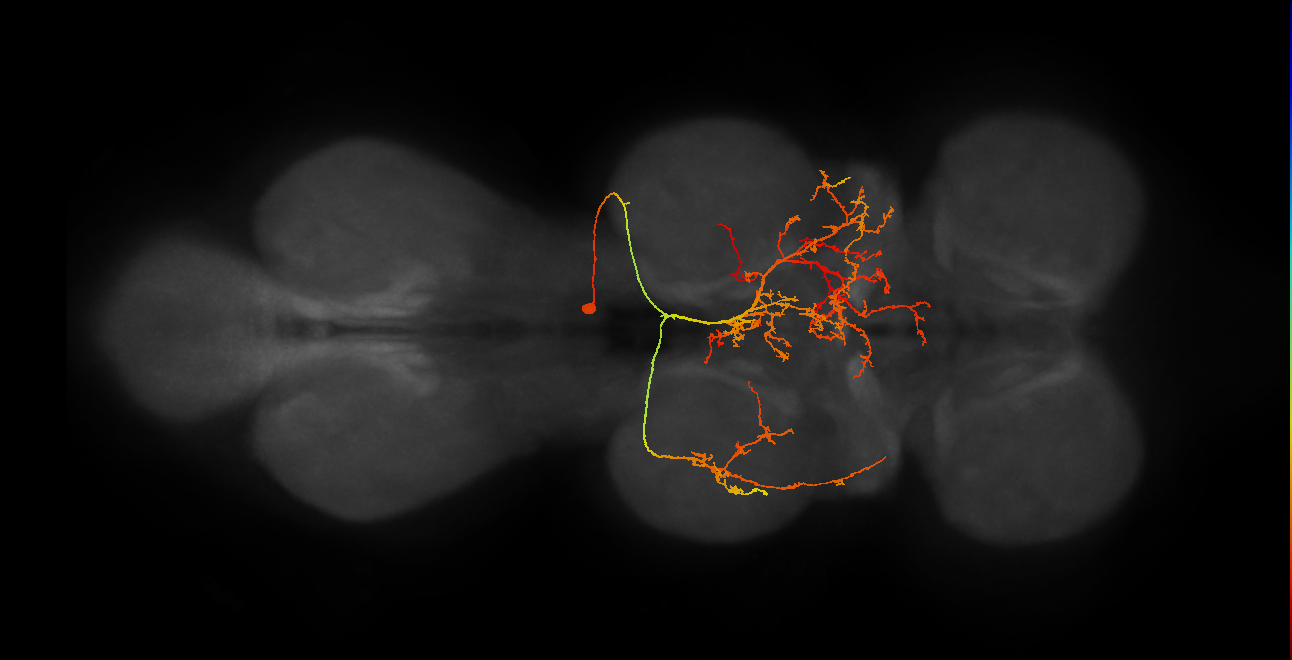 IN19B062_T2_R (MANC:18143)