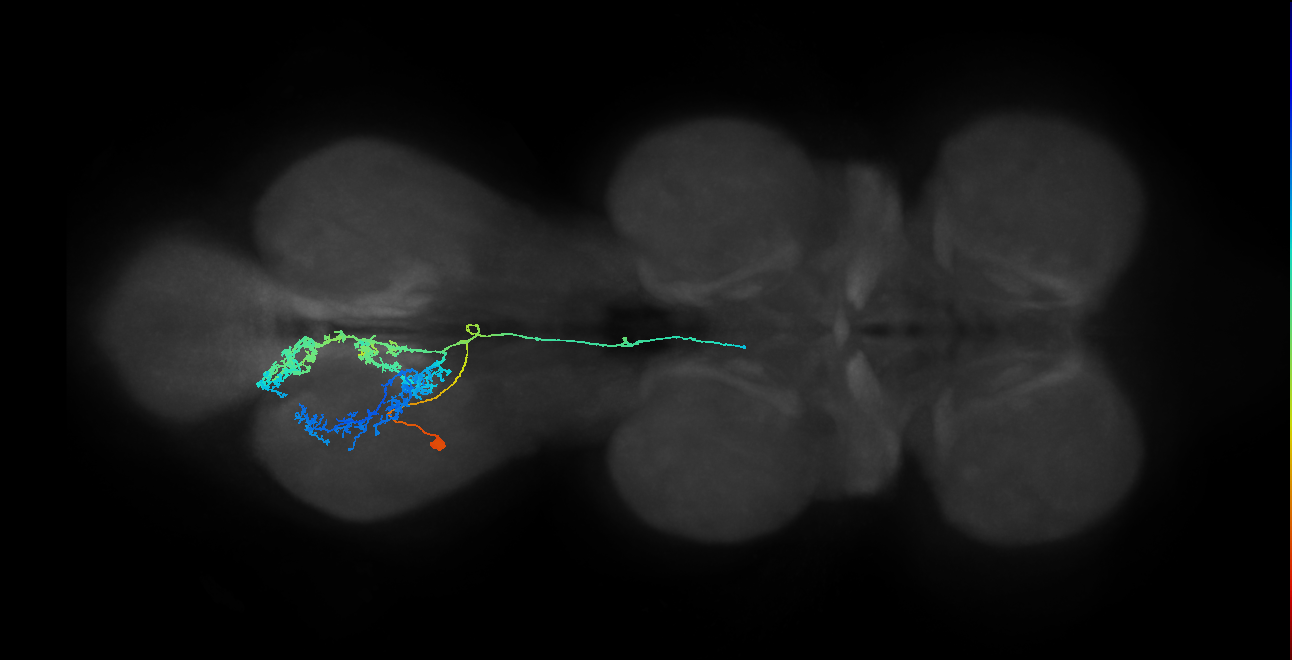 IN23B019_T3_L (MANC:18162)