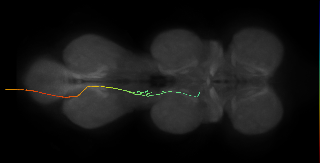 SNpp02_AbN3_L (MANC:18238)