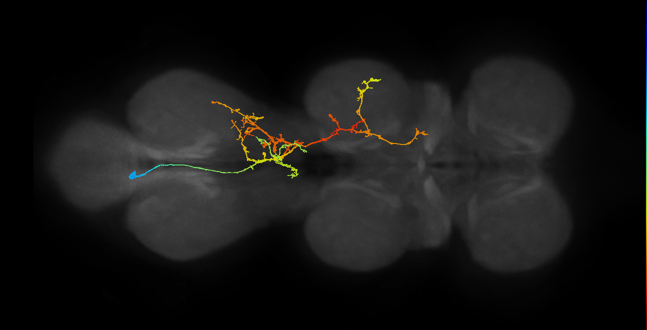 IN06B063_T3_L (MANC:18273)
