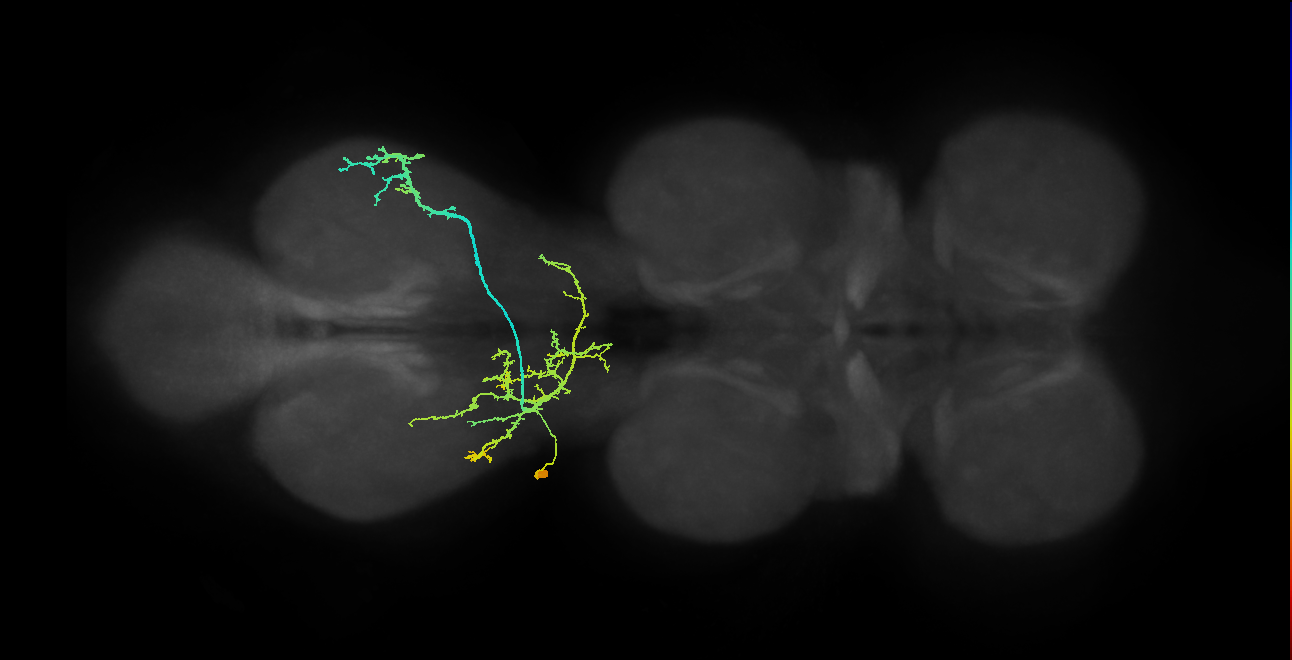 IN01A068_T3_L (MANC:18302)