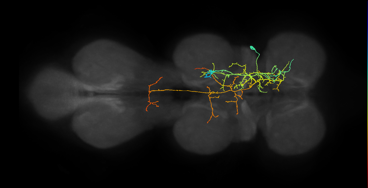 IN12A035_T1_R (MANC:18304)