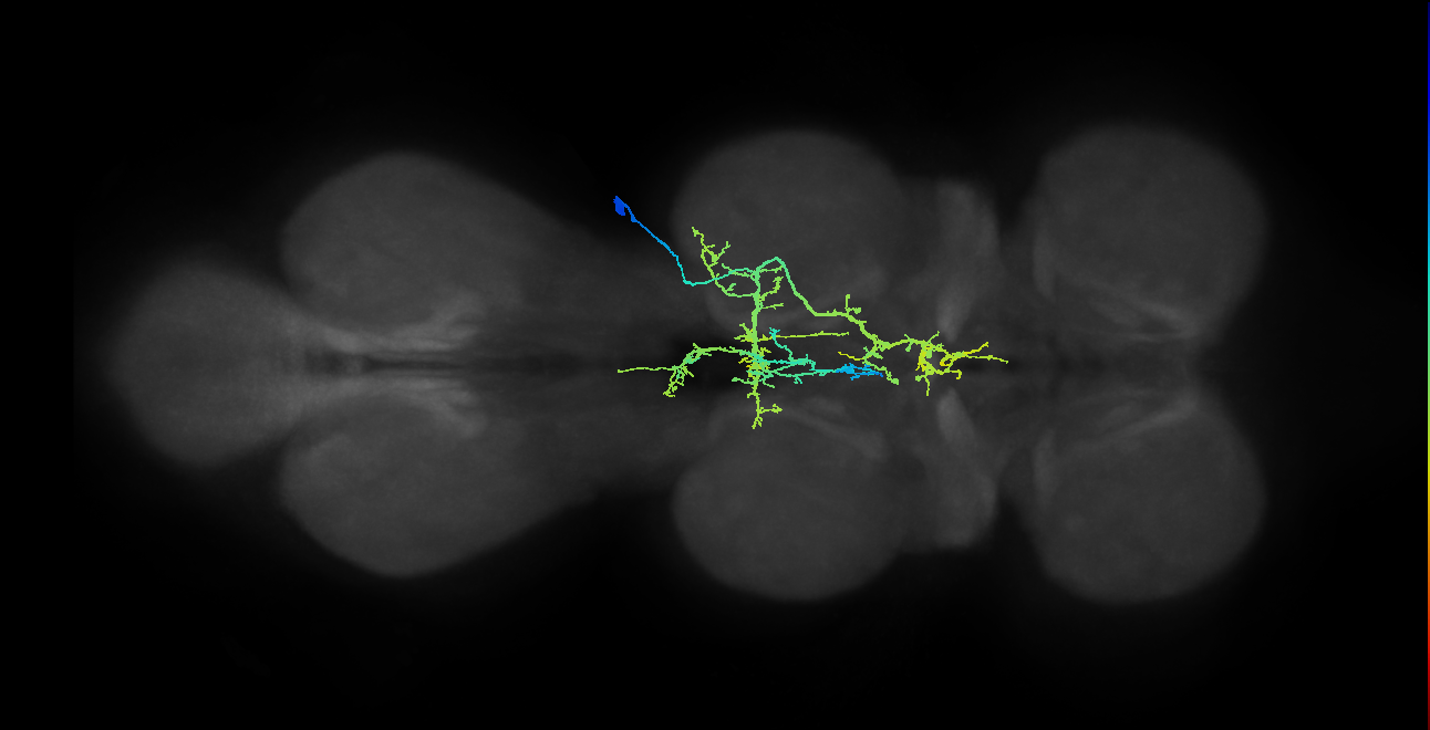 IN21A025_T2_R (MANC:18306)