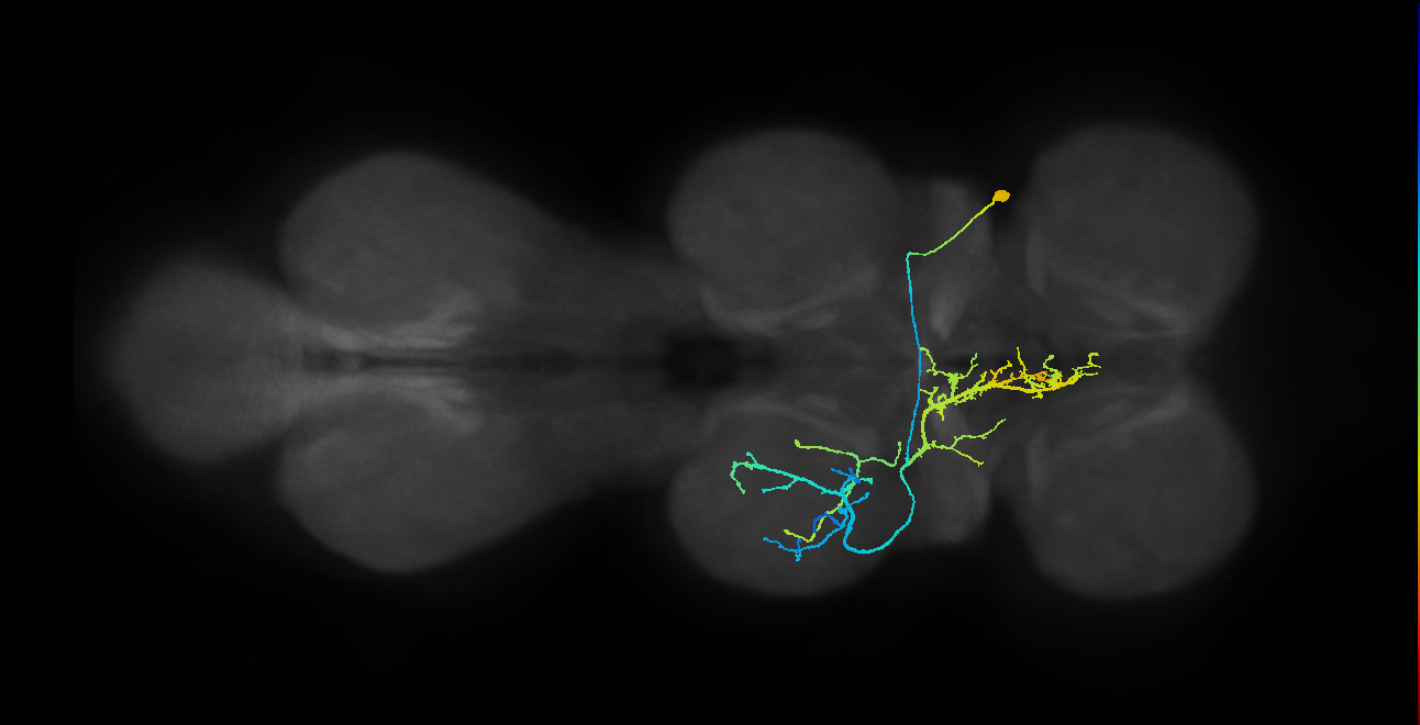 IN01A047_T2_R (MANC:18336)
