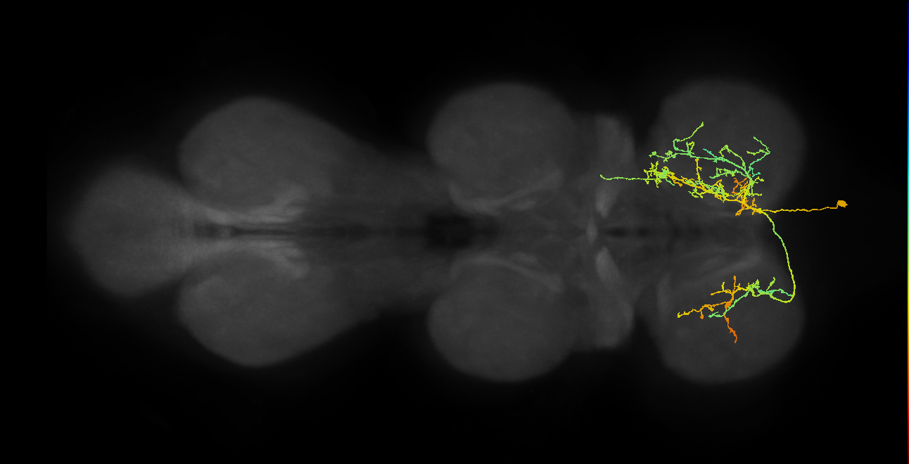 IN01A049_T1_R (MANC:18337)