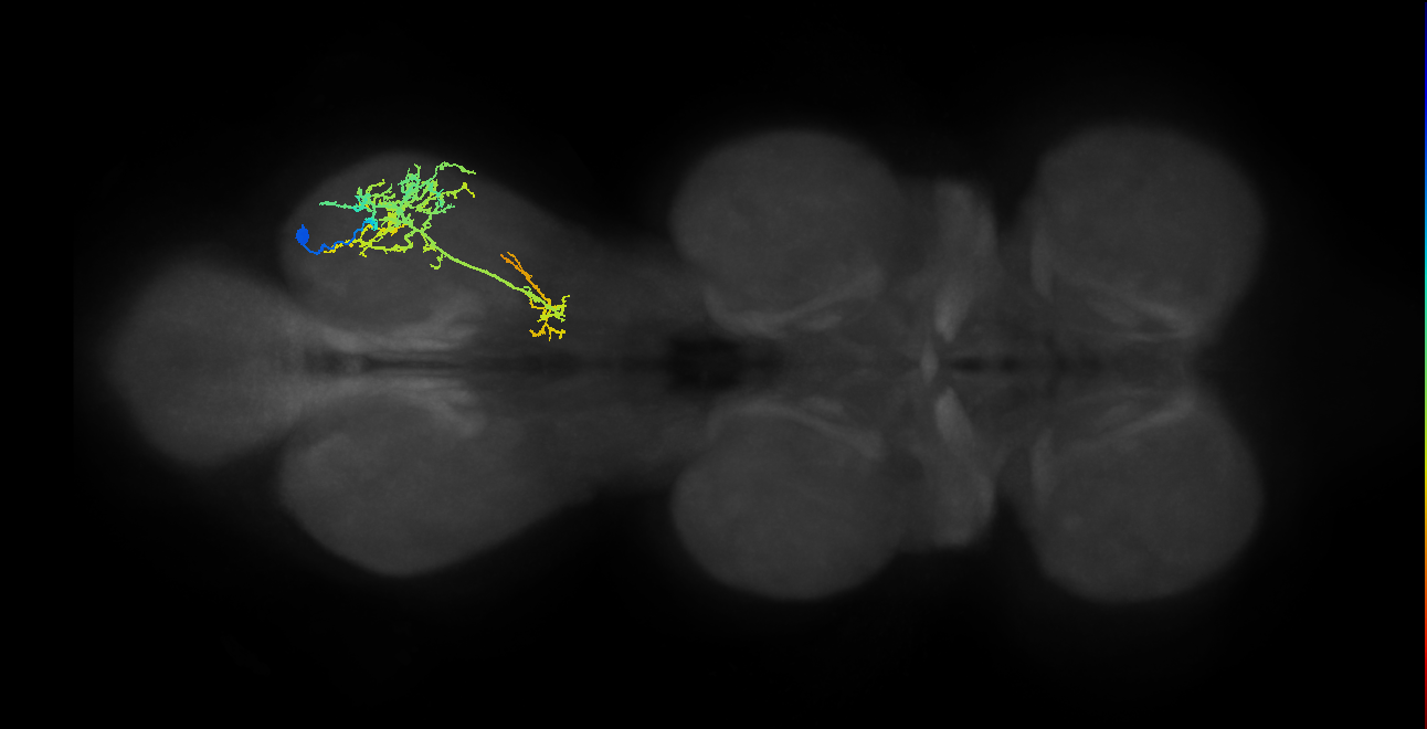 IN13A015_T3_R (MANC:18378)