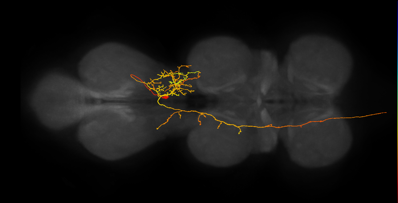 AN19B054_T3_R (MANC:18384)