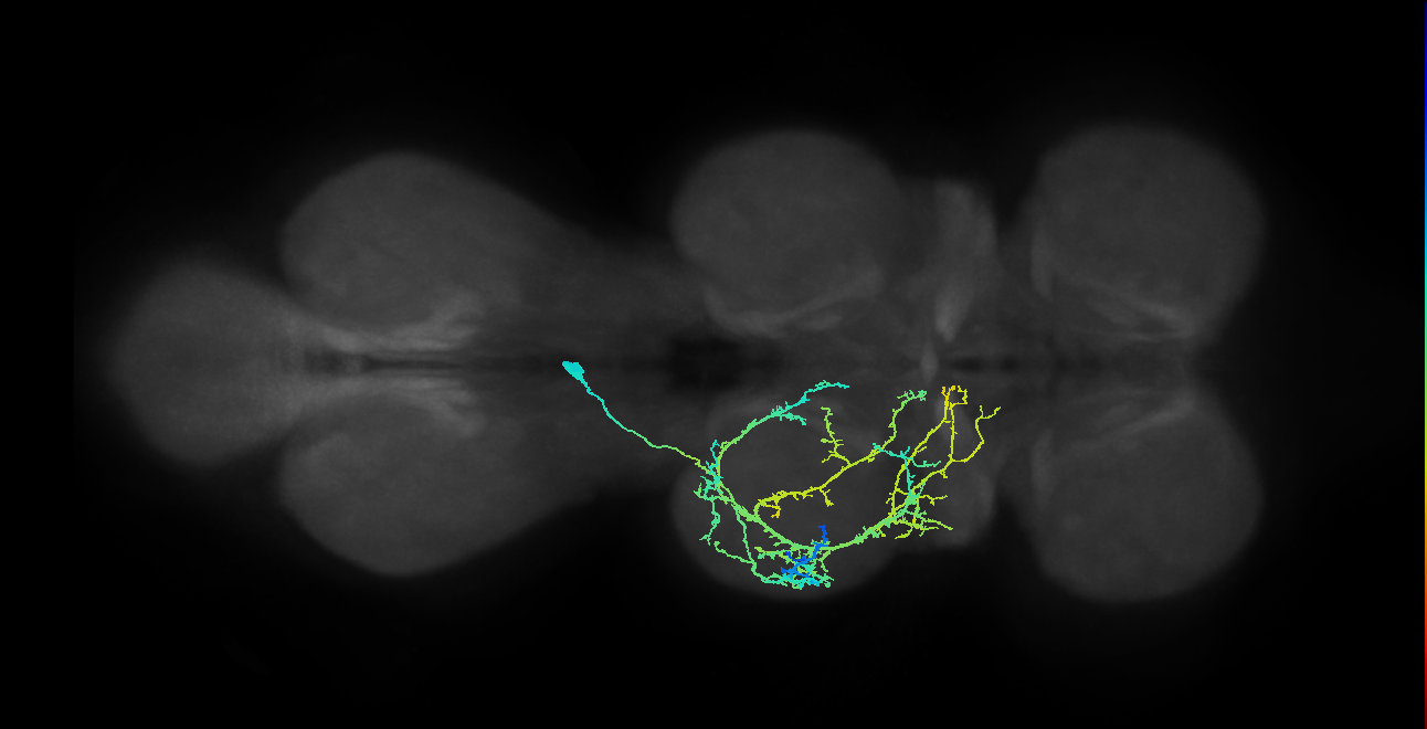IN03A008_T2_L (MANC:18390)