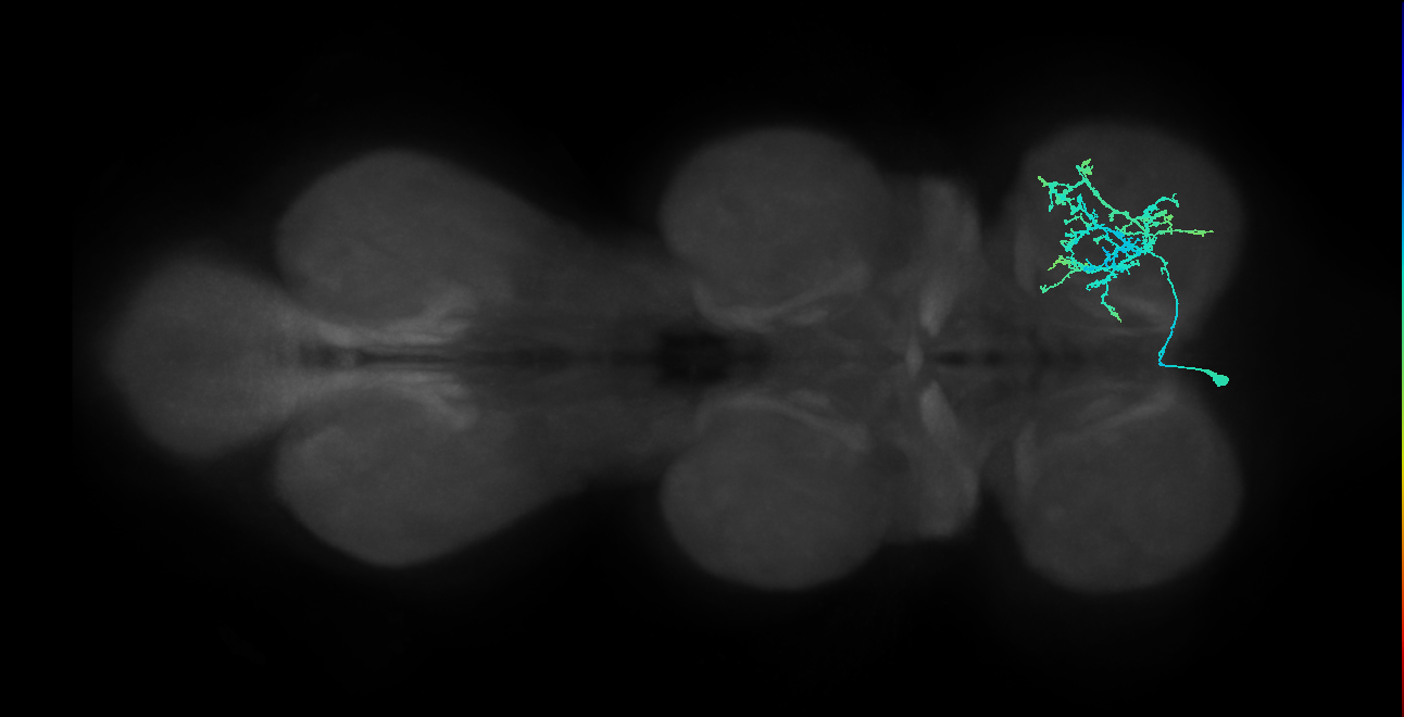 IN13B018_T1_L (MANC:18410)