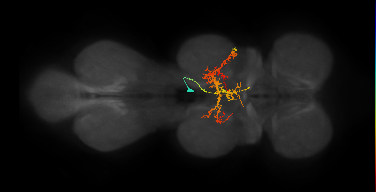 IN12A028_T2_R (MANC:18452)
