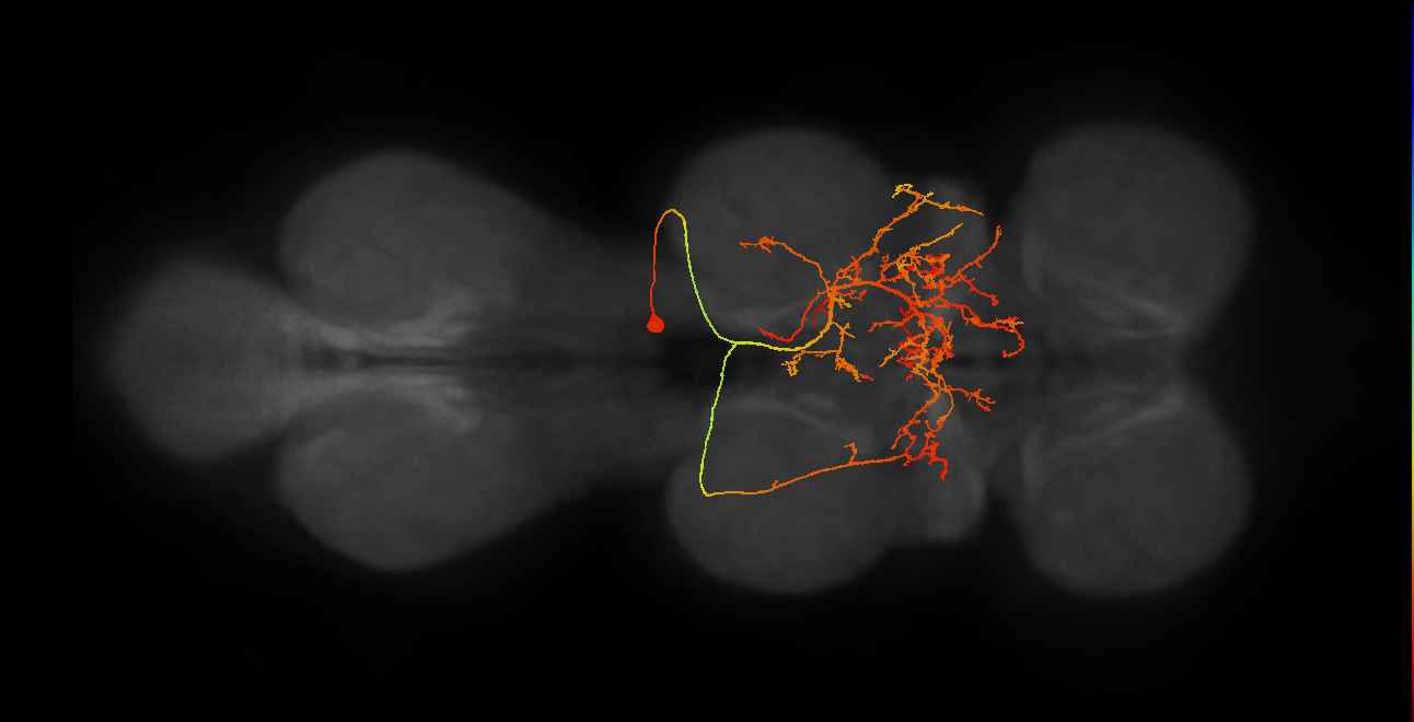 IN19B045_T2_R (MANC:18517)