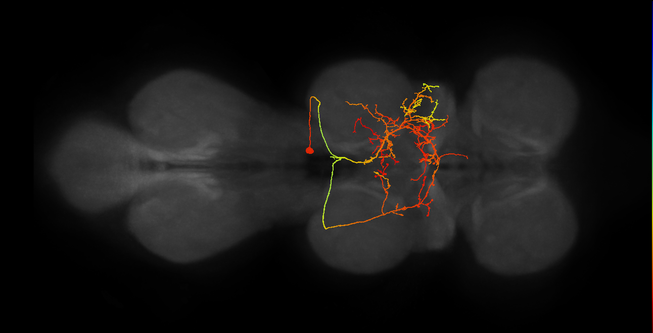 IN19B066_T2_R (MANC:18519)
