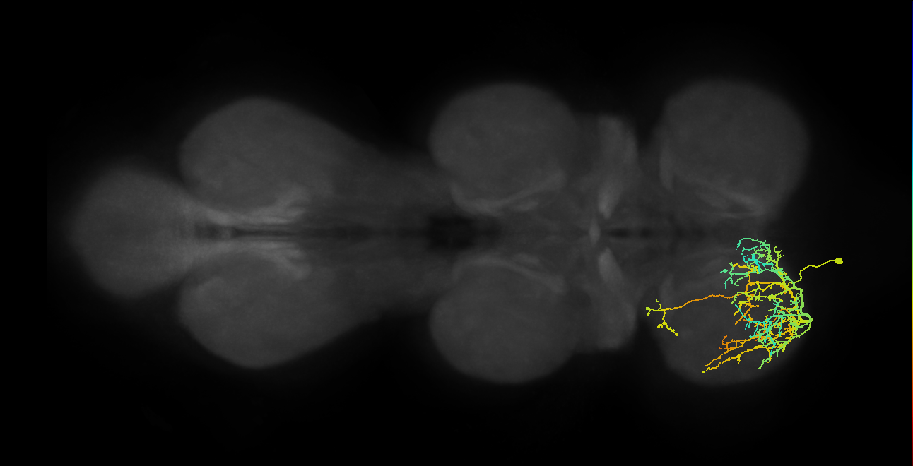 IN16B018_T1_L (MANC:18529)